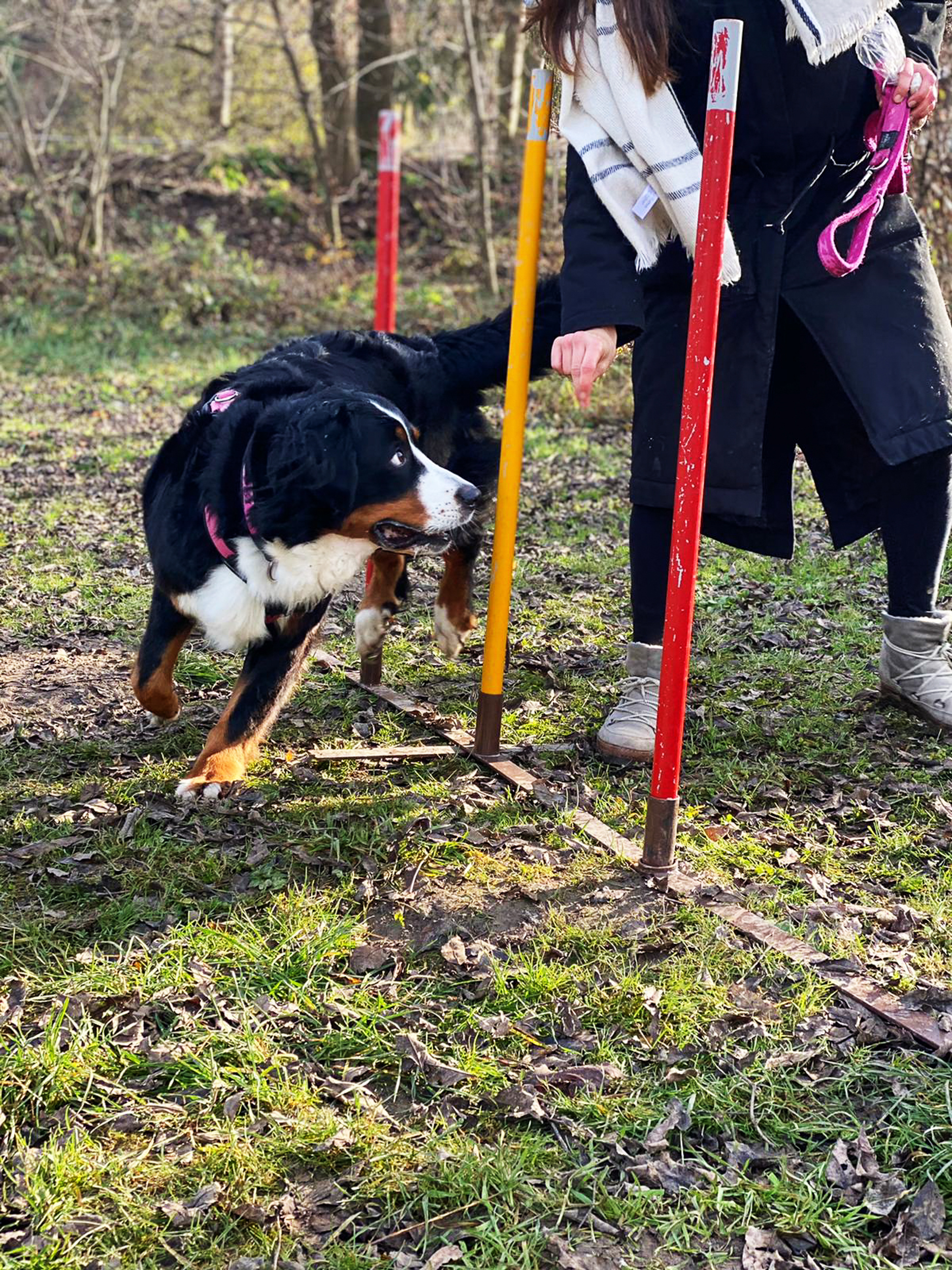 Berner Sennenhund läuft durch Slalom