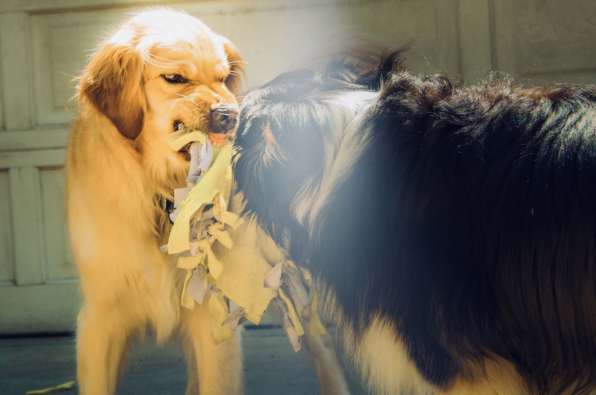 Zwei Hunde kämpfen um Spielzeug - Verhaltenstherapie für Hunde