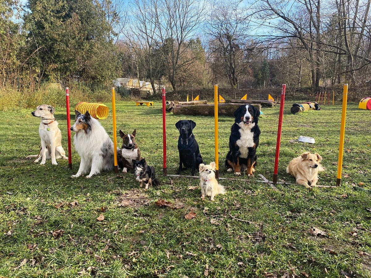 Huni Hunde-uni I Hundeschule In München An Der Isar
