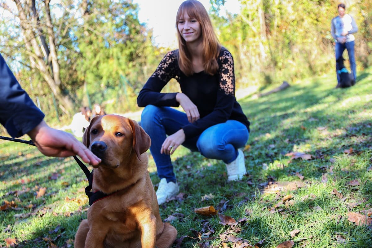 Frau kniet hinter Hund der Leckerli bekommt