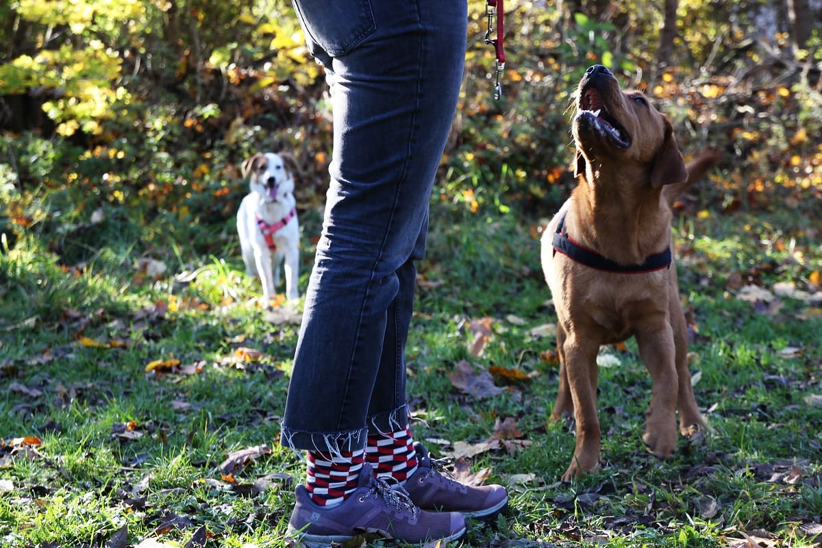 Labrador schaut zu Mensch