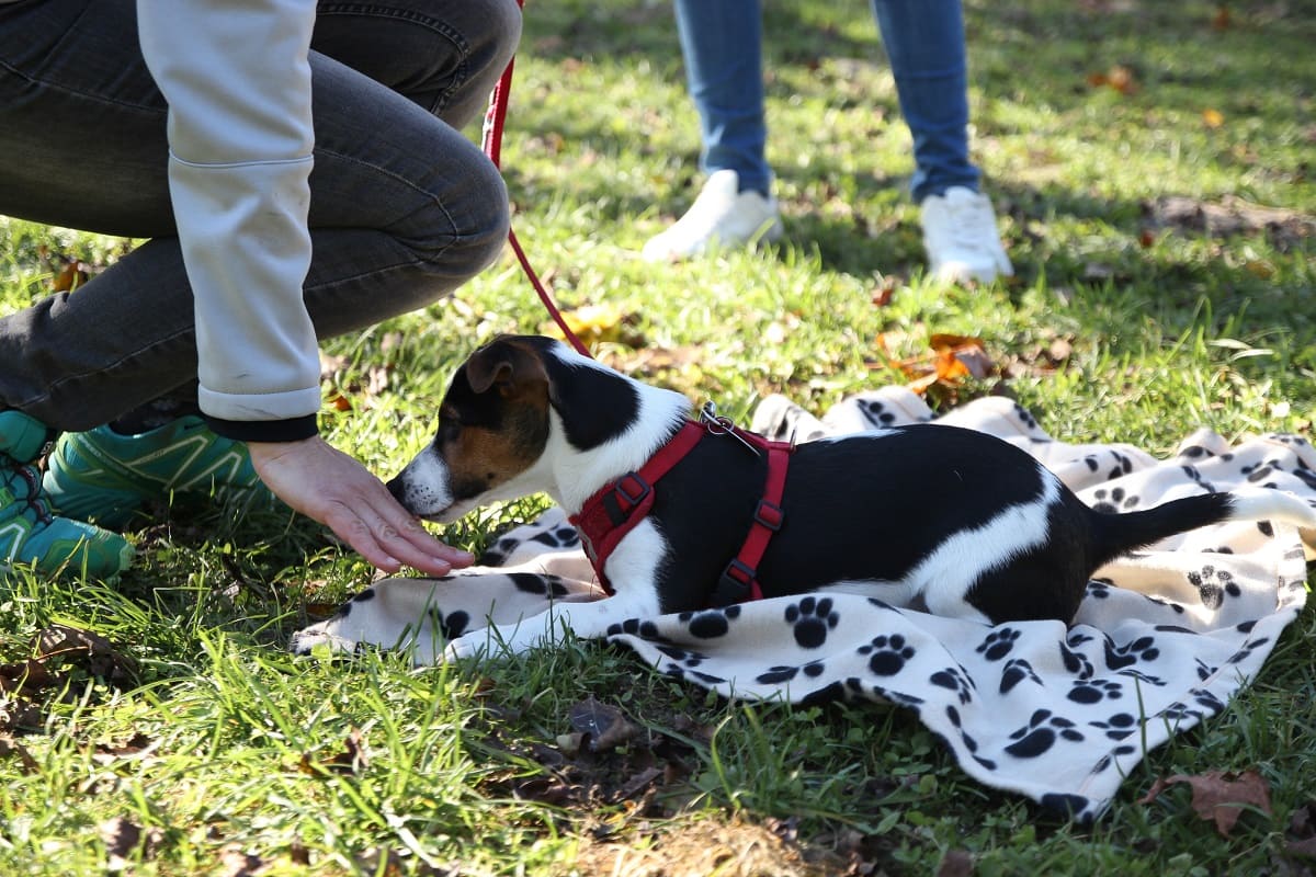 Junger Hund macht Platz auf Decke