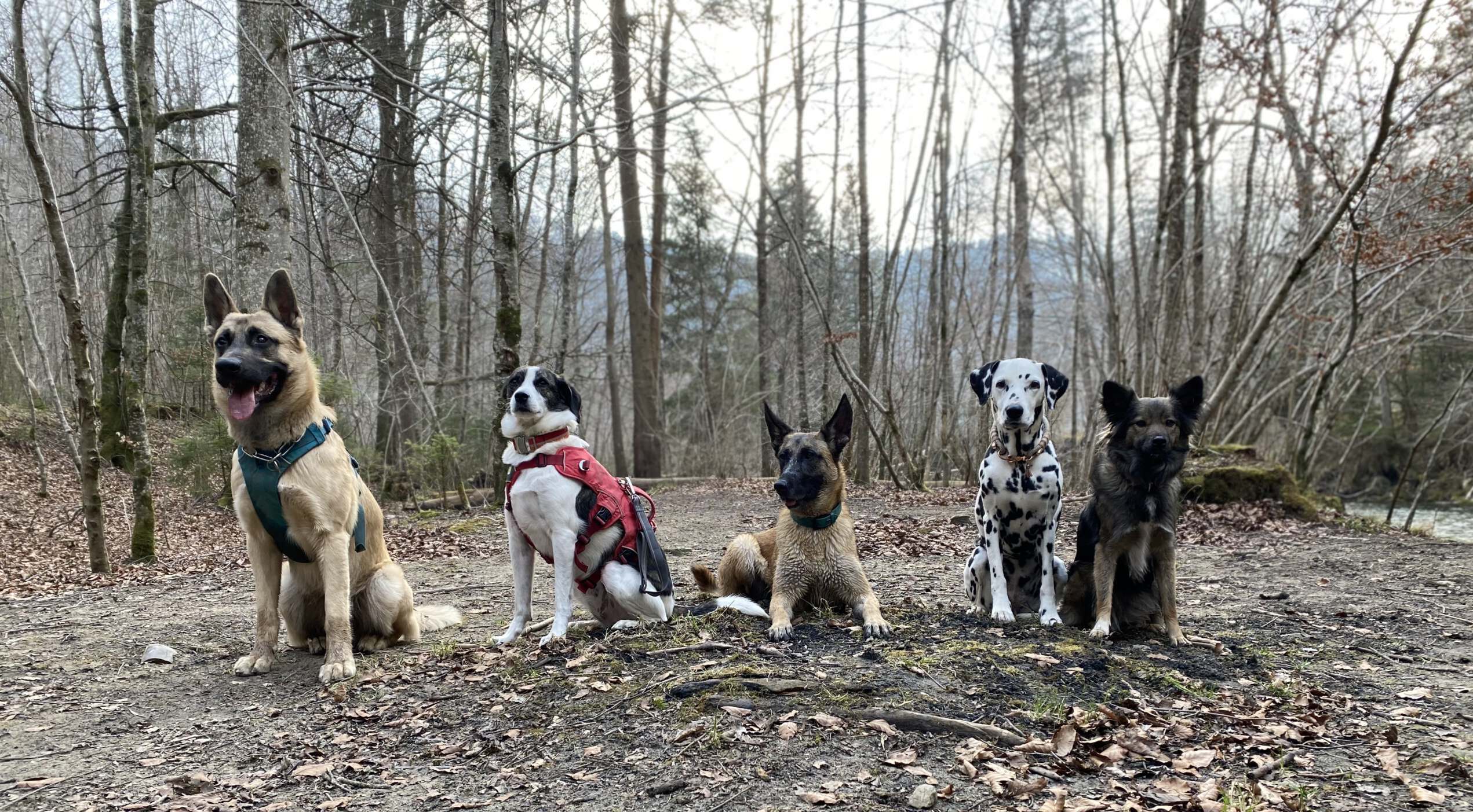 Verschiedene Hunde sitzen und liegen in einer Reihe im Wald
