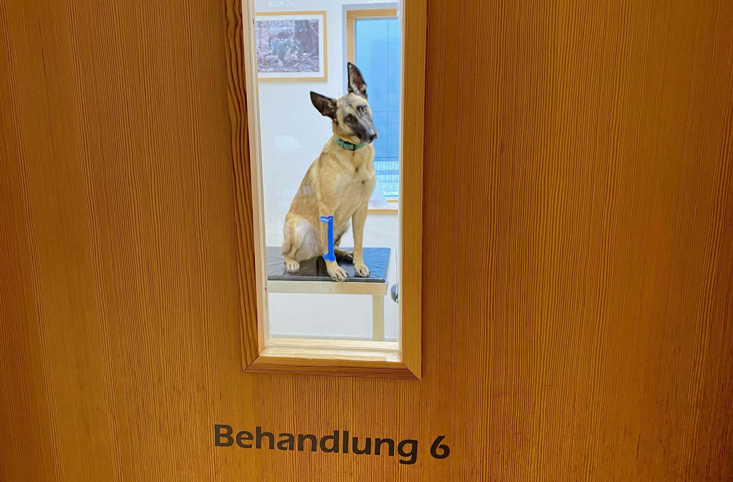 Erste Hilfe beim Hund, Hund in Behandlungszimmer