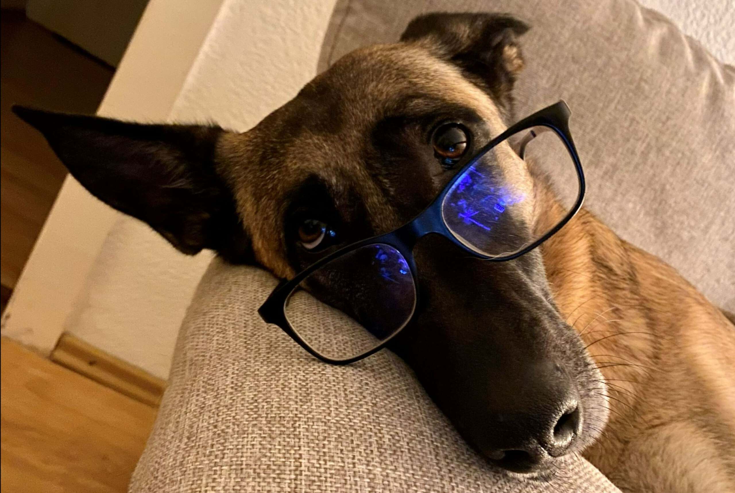 Hund mit Brille