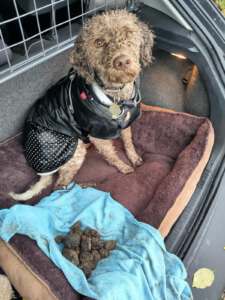 Hundetrainer-Hund Yoshi von Birgit Olbrich mit gefundenen Trüffeln HUni Hundeschule München