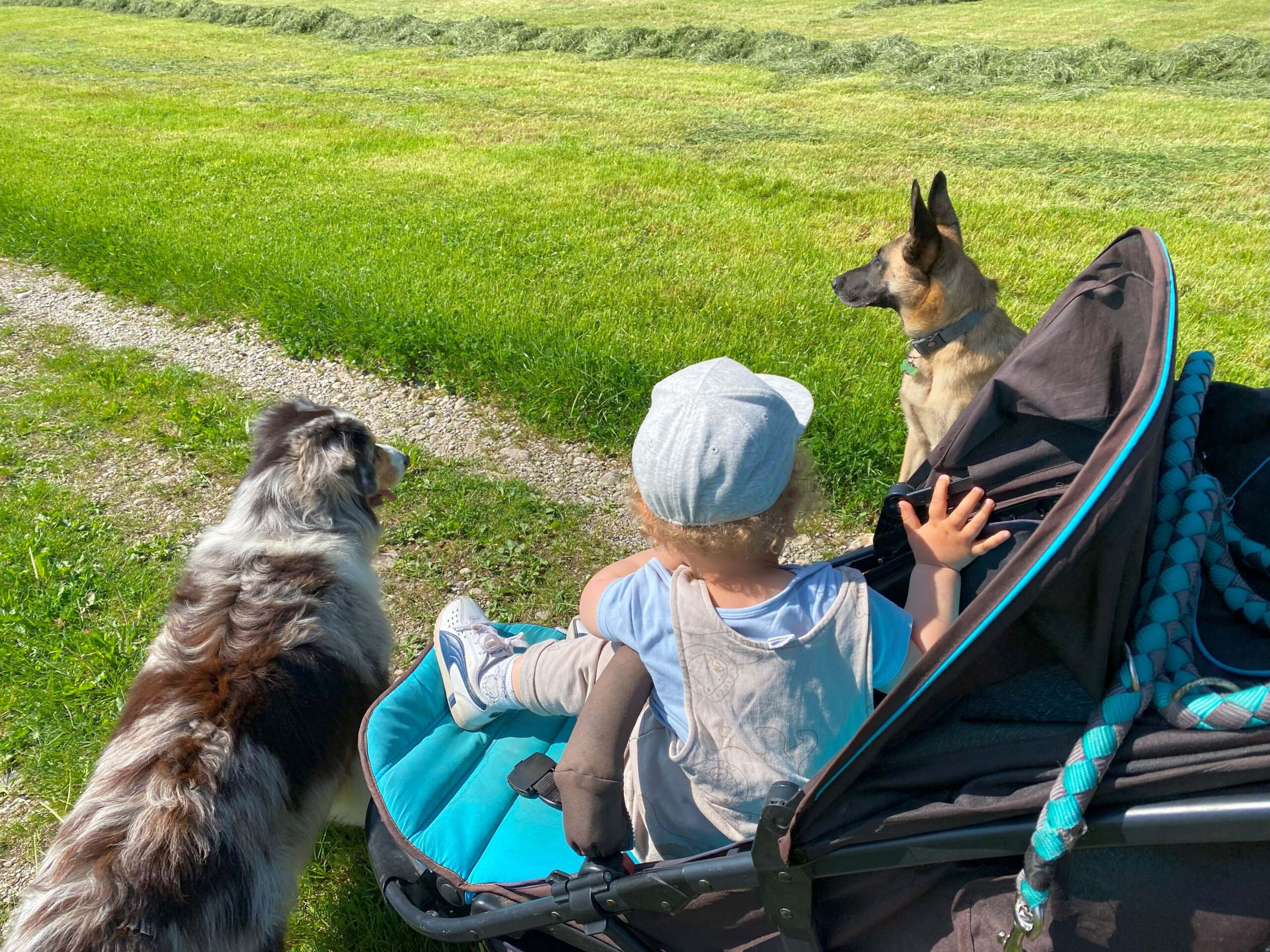 Kind und Familienhund Walk-HUni-Hundeschule-Muenchen Kind im Kinderwagen mit Familienhunden beim Gassigehen