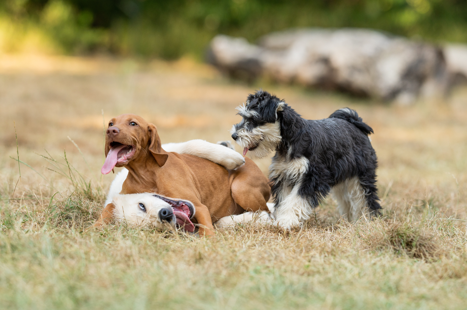 Welpen verschiedener Rassen beim Spielen