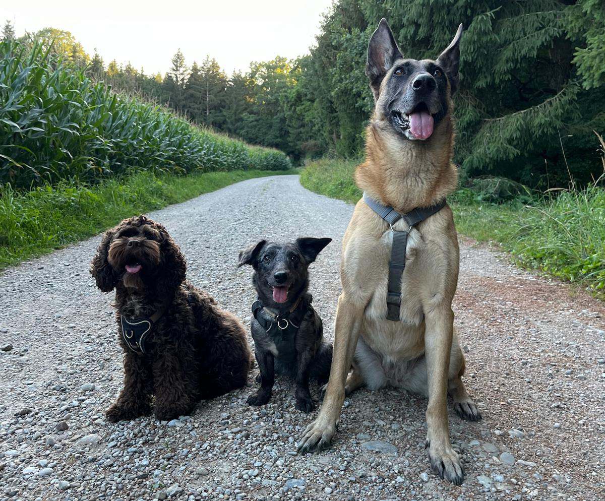 Drei Hunde sitzen auf Feldweg