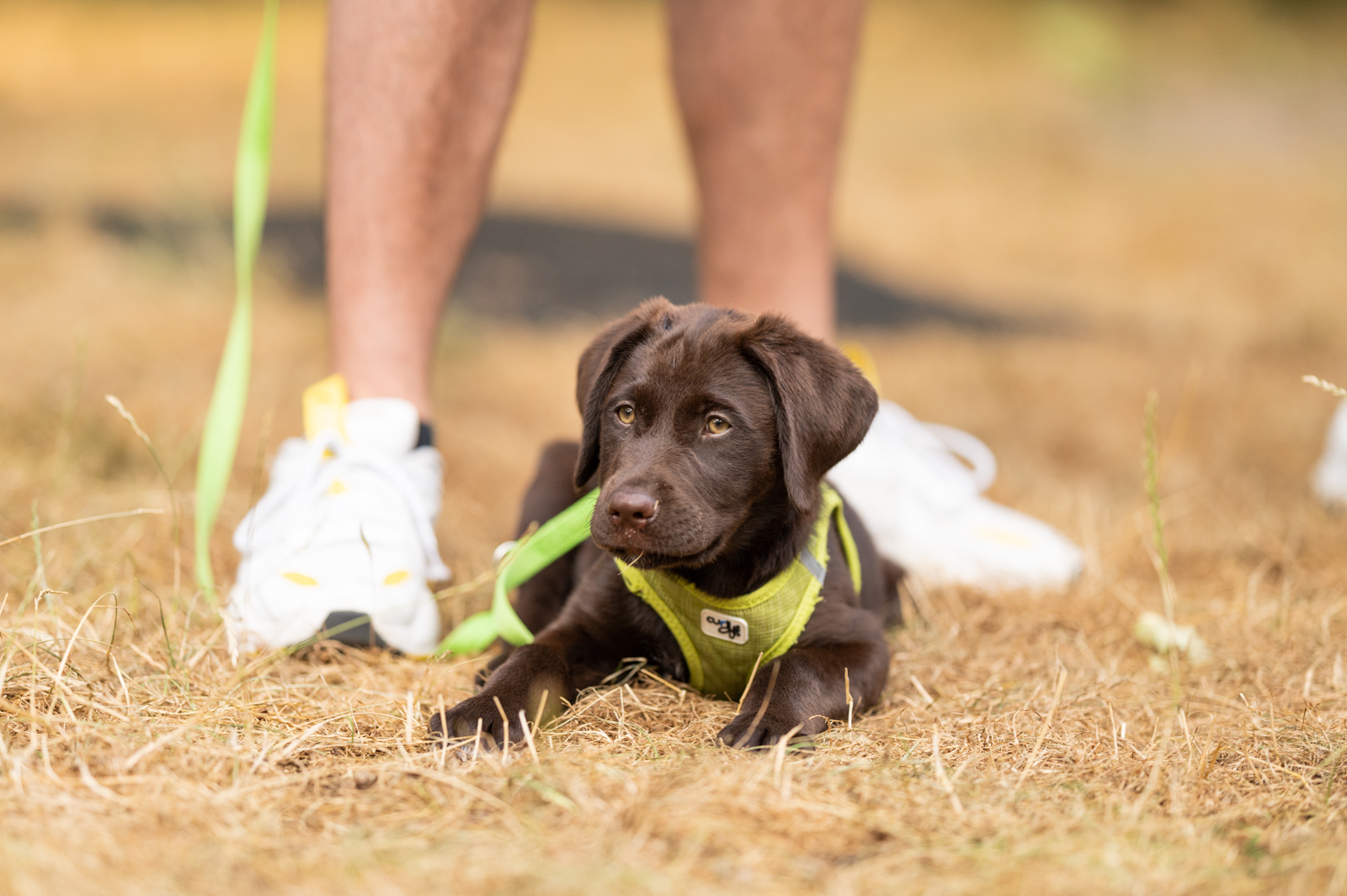 Labradorwelpe liegt vor Füßen