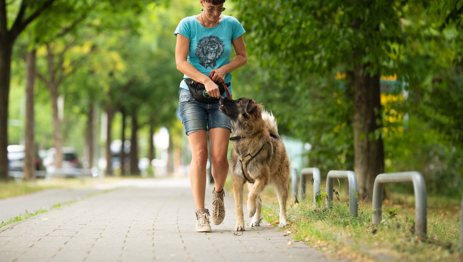 Person geht mir Hund an der Leine - Verhaltenstherapie für Hunde