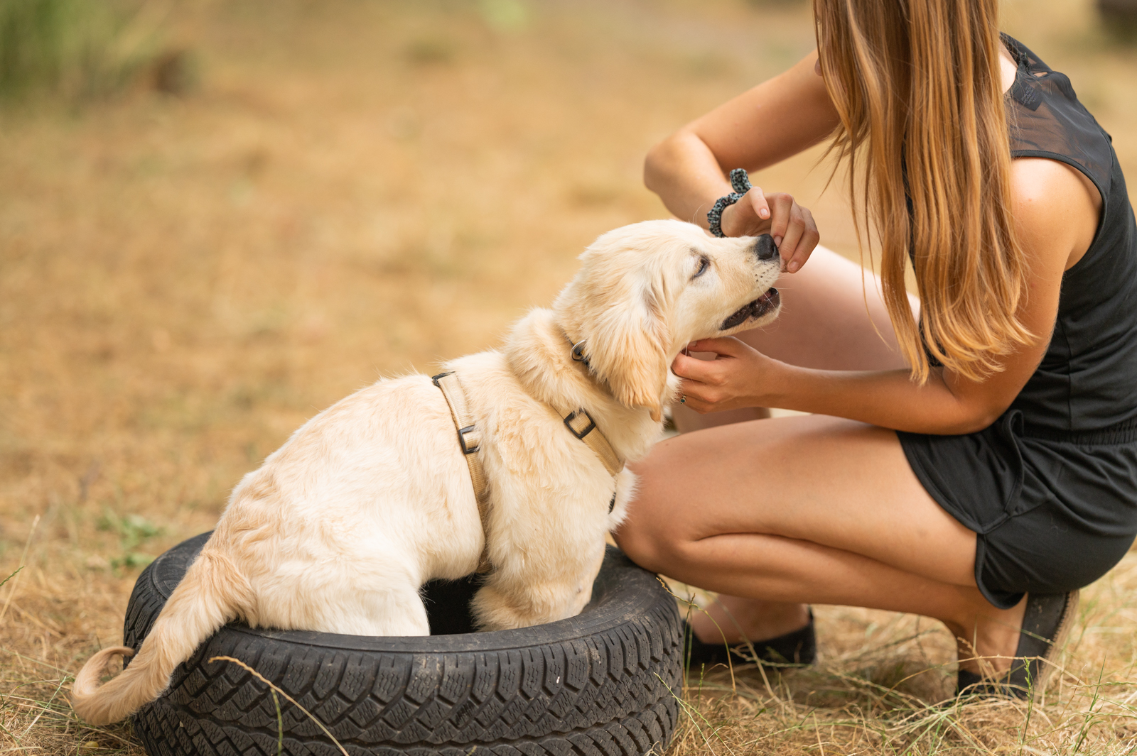 hundetrainerausbildung muenchen huni hundeschule Person mit Hundewelpe in Autoreifen Hundetrainerausbildung HUni Muenchen